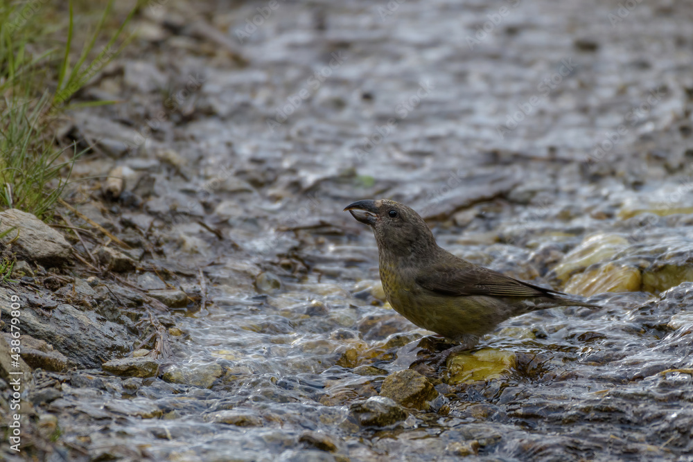 Female red crossbill (Loxia curvirostra) Female red crossbill (Loxia curvirostra)