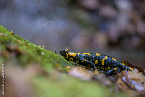 Fire salamander (Salamandra salamandra) sitting on a mossy stone.