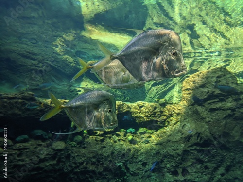 Ocean fish in aquarium