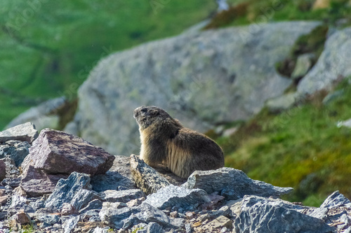 Marmot in the Alps mountains Italy