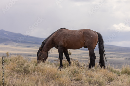 Beautiful Wild Horse in the Utah Desert