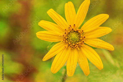 Yellow Leafcup Flower, Smallanthus uvedalia
