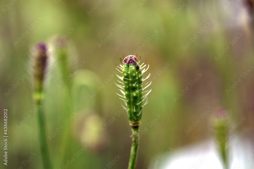 Stachelige grüne Samenkapsel einer Mohnblume