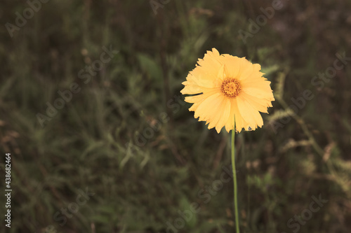 Yellow Tickseed wild flower, Coreopsis with dewdrop. 