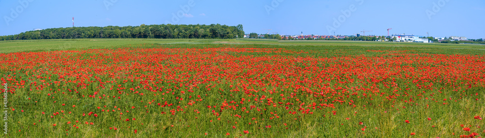 landscape with red poppies