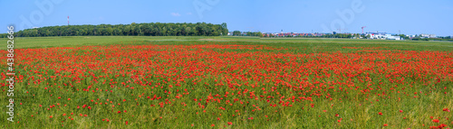 landscape with red poppies