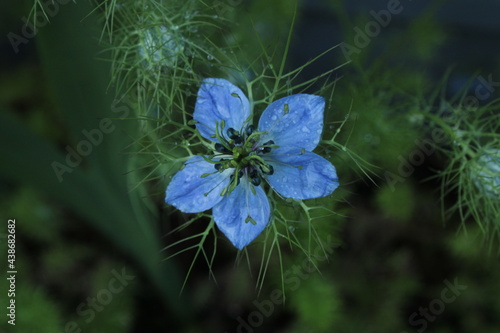 nigella sativa flower