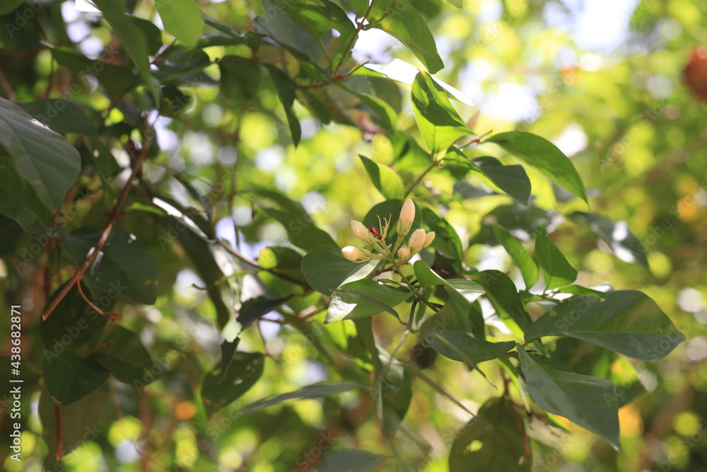 green leaves on a tree