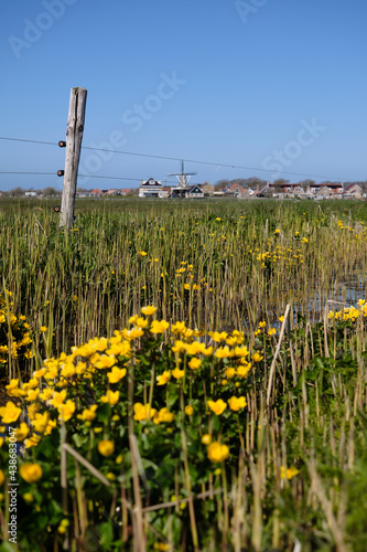 Typical dutch polder landscape with ditch, barbed wire fence, Marsh Marigold flowers and grassland. Background Dutch village with historic houses, mill and a lighthouse. Ameland, Hollum,April 2021 photo