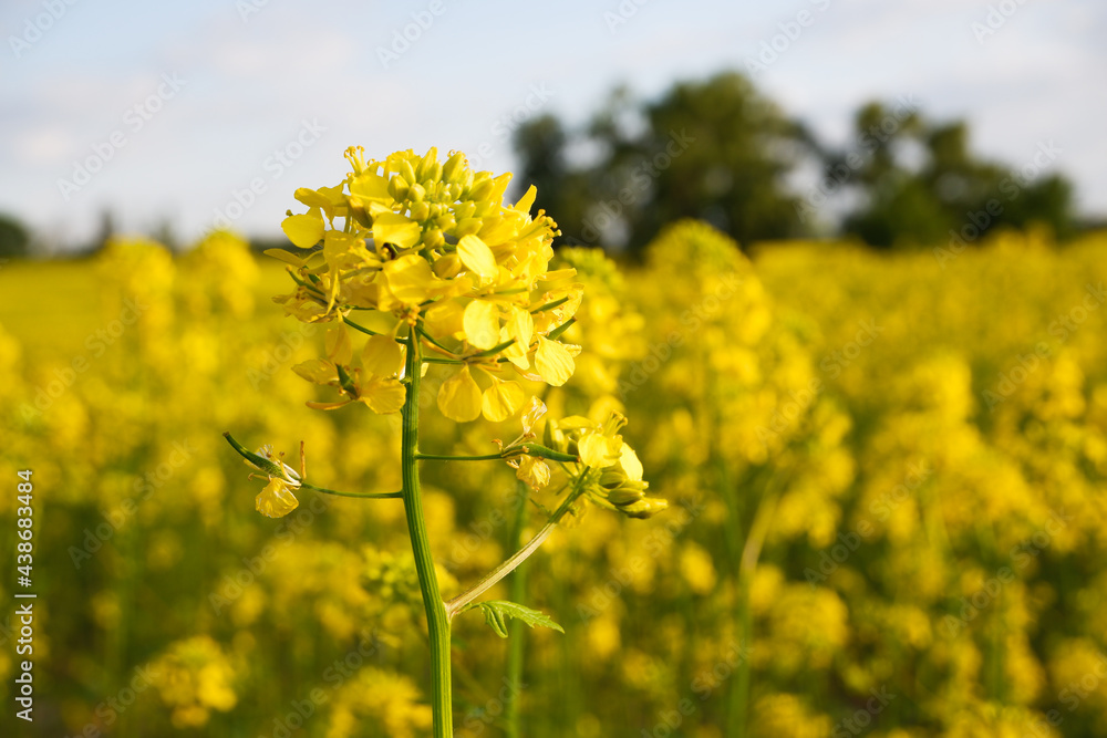 Yellow bright rapeseed flower close-up. Blooming rapeseed field. Canola Colza Yellow Flowers. Rapeseed, Oilseed Field Meadow Yellow bright rapeseed flower close-up. Blooming rapeseed field. Canola Colza Yellow Flowers. Rapeseed, Oilseed Field Meadow