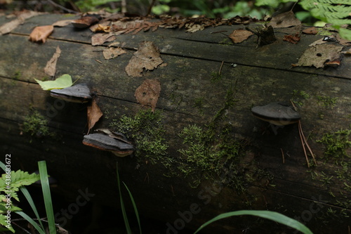 mushrooms growing on the trunk of a tree
