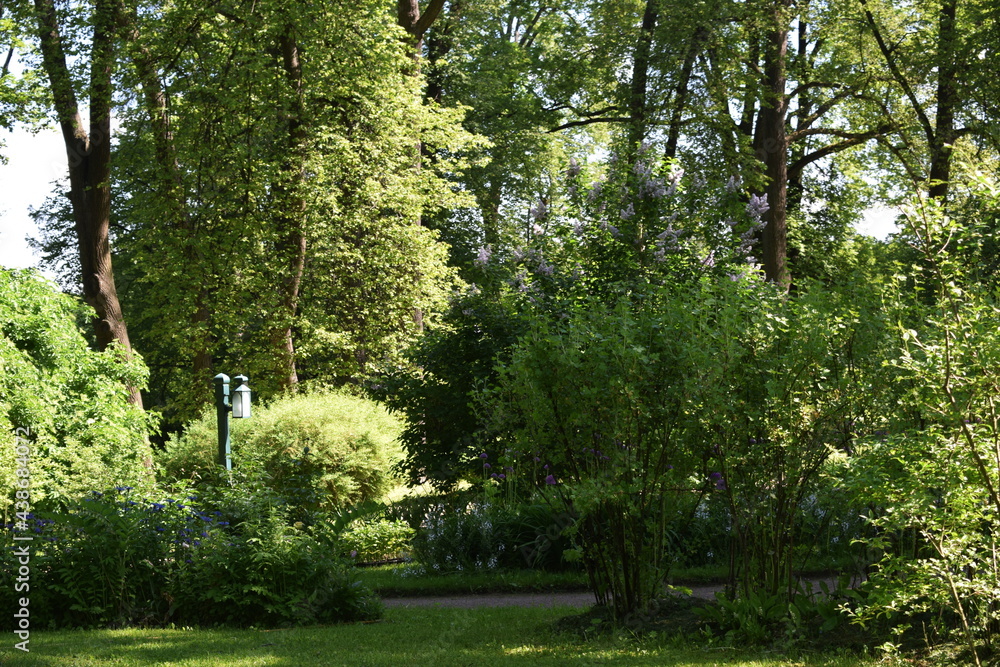 Obraz premium trees in the park