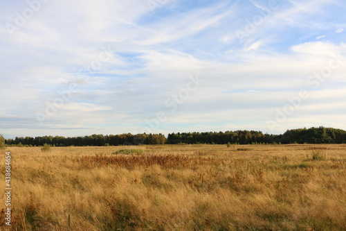 a field with dry grass and a forest on the horizon
