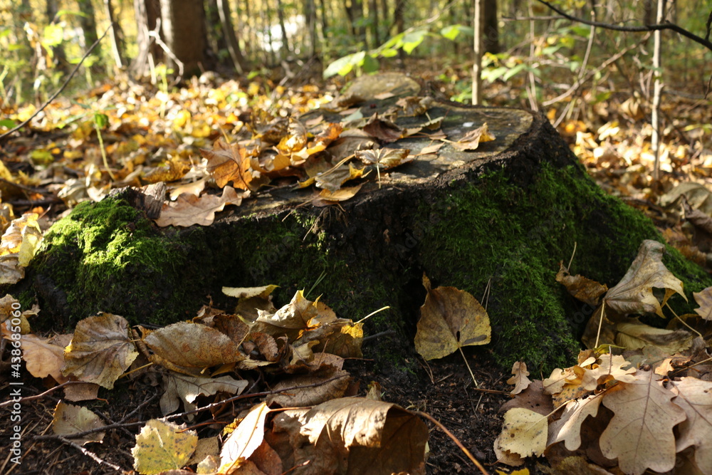 Autumn, the forest, fallen leaves, the stump of a felled tree wet with moss Autumn, the forest, fallen leaves, the stump of a felled tree wet with moss