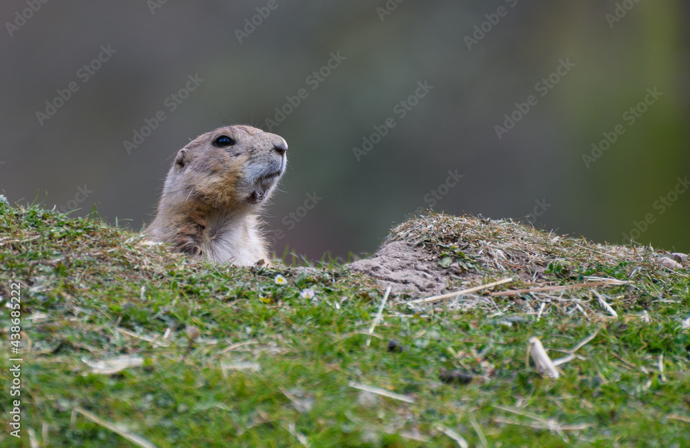 Fototapeta premium Black Tailed Prarie Dog