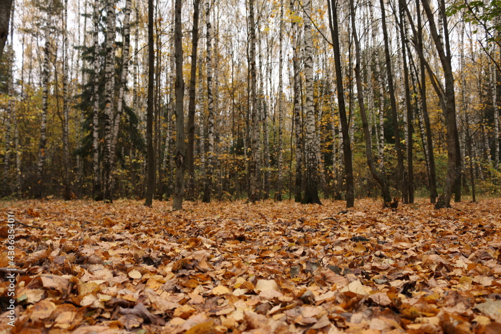autumn forest, yellow fallen leaves autumn forest, yellow fallen leaves