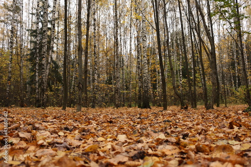 autumn forest, yellow fallen leaves