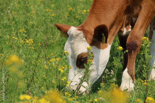 cow on the meadow