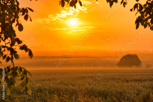 Sommerliche Morgenstimmung in der Ortenau nahe Mahlberg