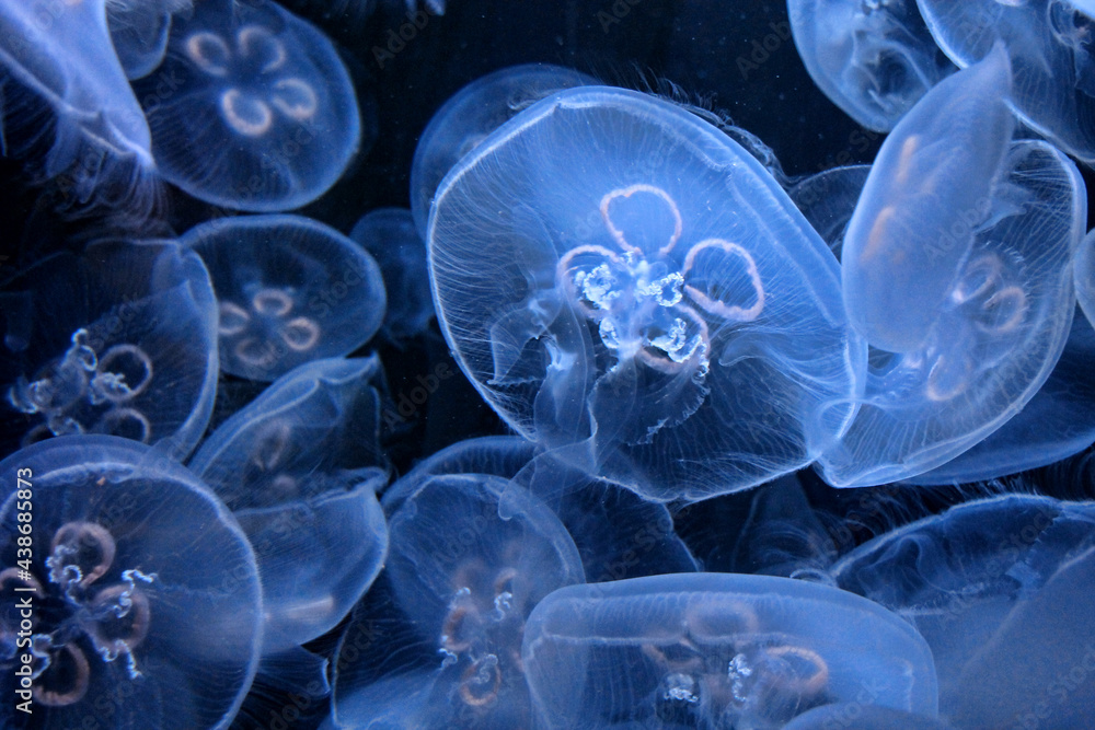Blue, translucent jellyfish swim in an aquarium Blue, translucent jellyfish swim in an aquarium