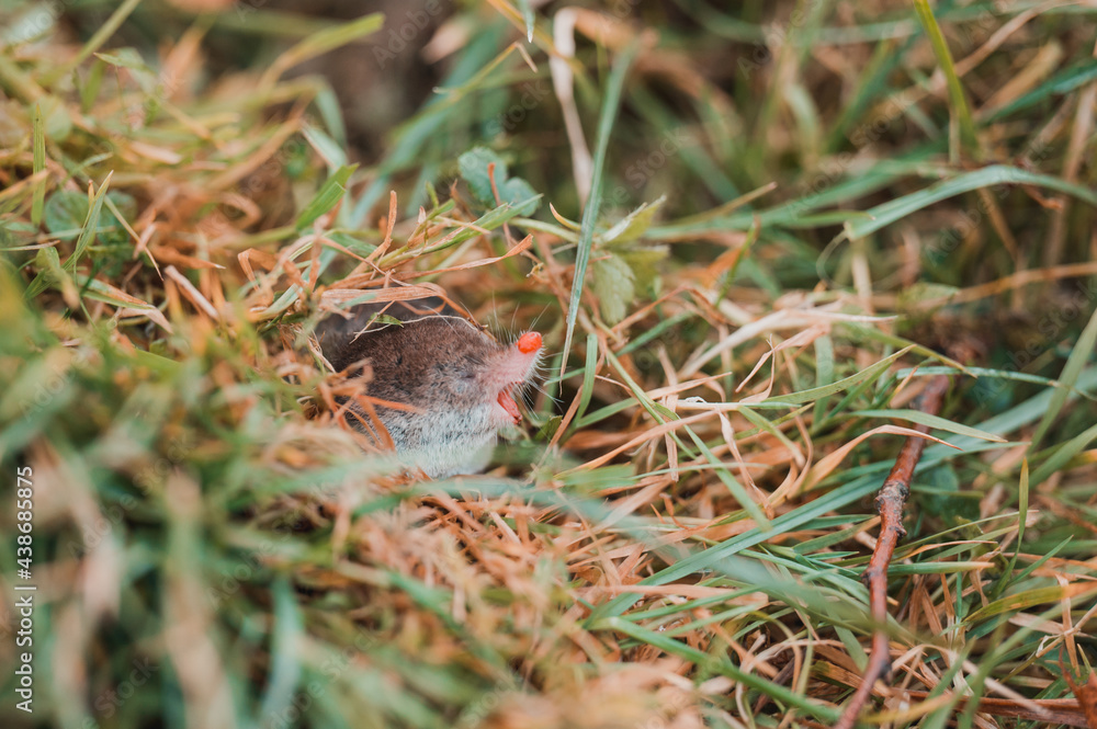 A small gray mole climbed out of the ground, an animal in the grass. A small gray mole climbed out of the ground, an animal in the grass.