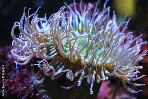 Vászonkép Glowing sea anemone close-up