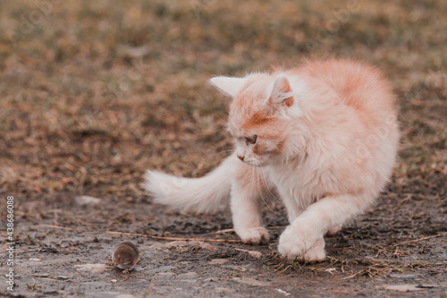 Frightened mole and red cat, a cat playing with its prey on the grass, a natural instinct of a cat.
