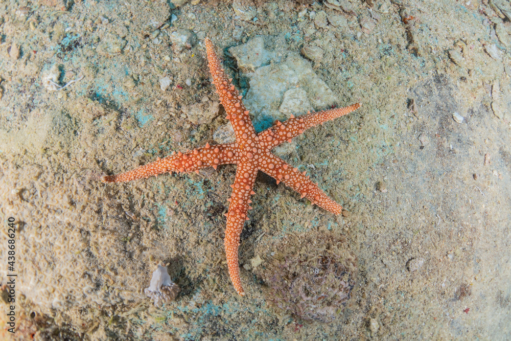 Starfish On the seabed in the Red Sea, Eilat Israel
Starfish On the seabed in the Red Sea, Eilat Israel