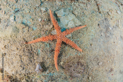 Starfish On the seabed in the Red Sea  Eilat Israel 