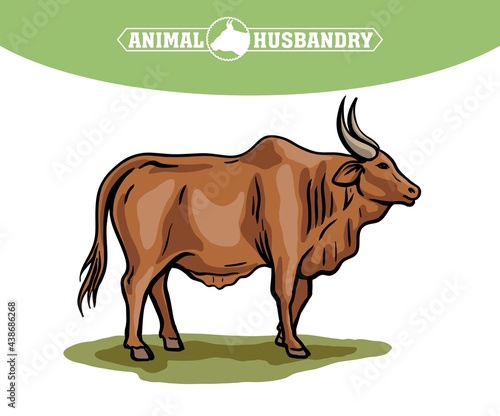 cow breeding. animal husbandry. livestock. vector sketch on a white background