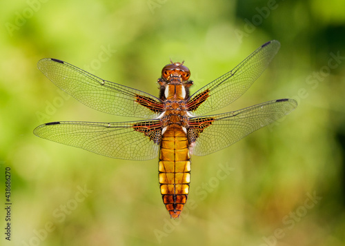 Close-up of a dragonfly, a female Broad-bodied chaser