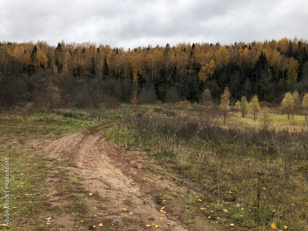 autumn orange green forest on the horizon of the forest belt autumn orange green forest on the horizon of the forest belt