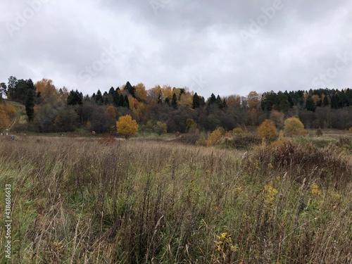 autumn orange green forest on the horizon of the forest belt