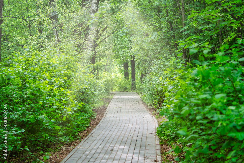 A narrow paved path in the park. Walking path between green bushes. A place for a summer family vacation. A narrow paved path in the park. Walking path between green bushes. A place for a summer family vacation.
