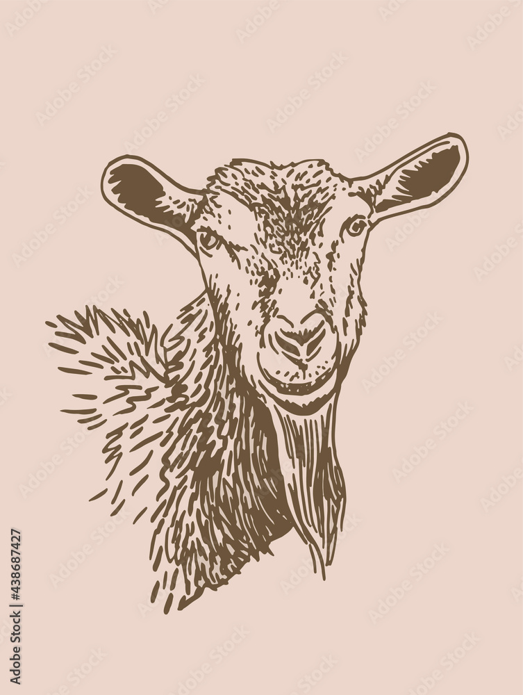 Vector portrait of goat ,farm animal,sepia illustration Vector portrait of goat ,farm animal,sepia illustration