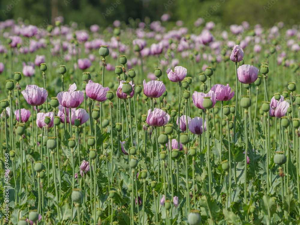 Blühender Mohn im Münsterland Blühender Mohn im Münsterland