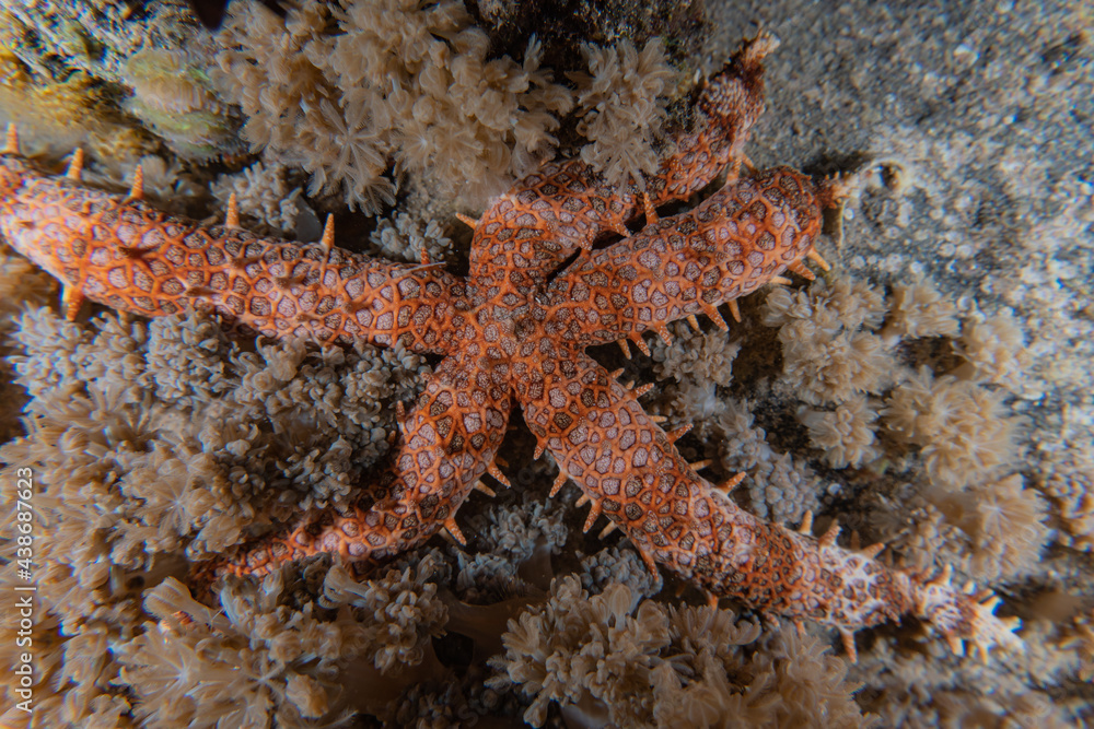 Starfish On the seabed in the Red Sea, Eilat Israel
Starfish On the seabed in the Red Sea, Eilat Israel