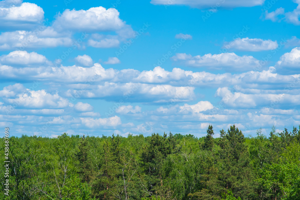 Tranquil landscape with treetops and blue sky with clouds. Coniferous forest. Background with empty place for text. Template for a conservation slide, cover or website.