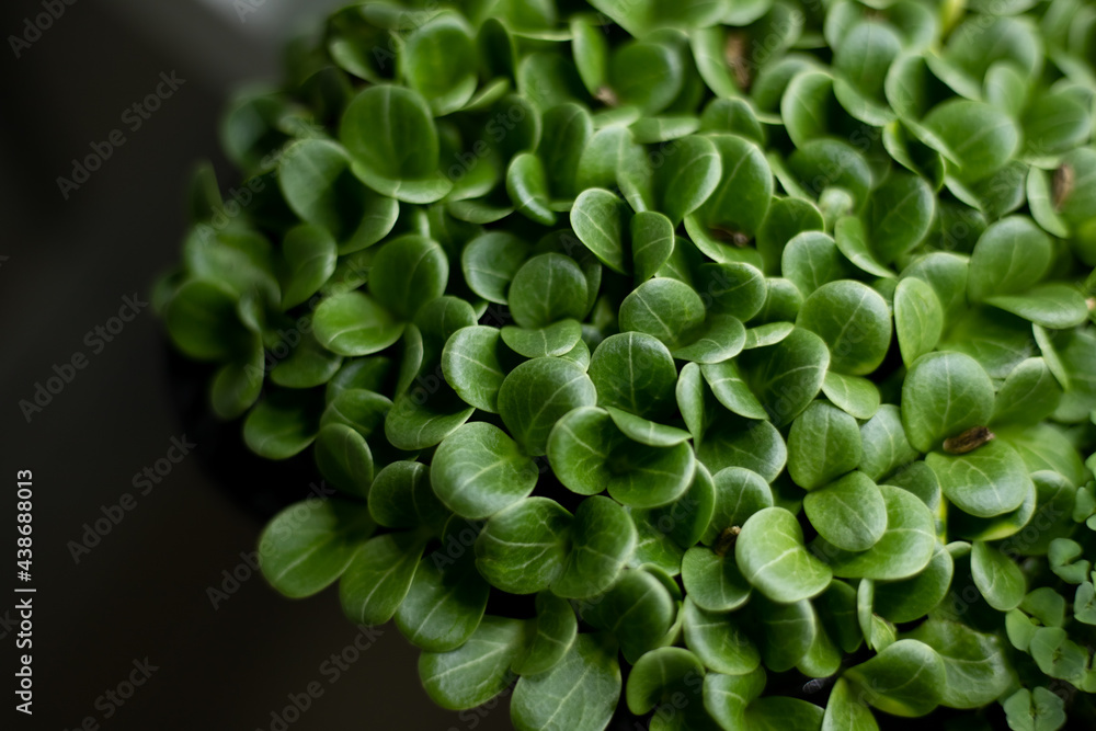 beautiful green leaves of Milk thistle microgreen. Medicinal plant to protect the liver. Sprouting Microgreens. Seed Germination at home, cityferm. Vegan and healthy eating concept. Selective focus. beautiful green leaves of Milk thistle microgreen. Medicinal plant to protect the liver. Sprouting Microgreens. Seed Germination at home, cityferm. Vegan and healthy eating concept. Selective focus.