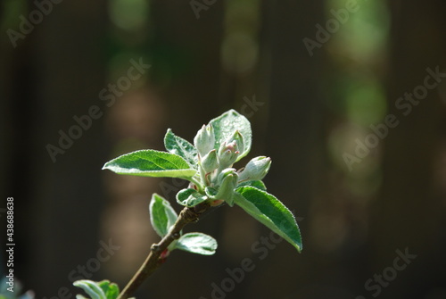 On a dark background, a thin branch of an apple tree. On the apple branch, young green leaves seem to be covered with flowers of an apple tree, which are fluffy among the leaves, ready to bloom.