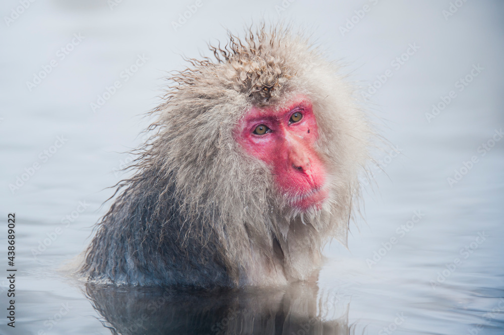 Naklejka premium Snow monkey warms up in the hot springs, fleeing the intense cold, in the monkey sanctuary, the Jigokudani Yaen Koen