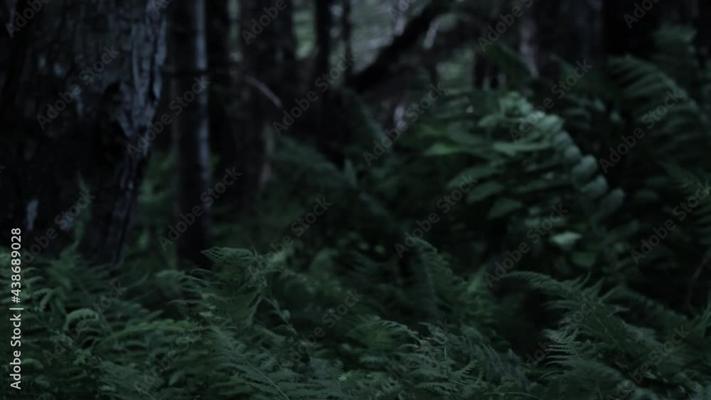 Woodland ferns during a strong breeze. Dark moody look. Woodland ferns during a strong breeze. Dark moody look.
