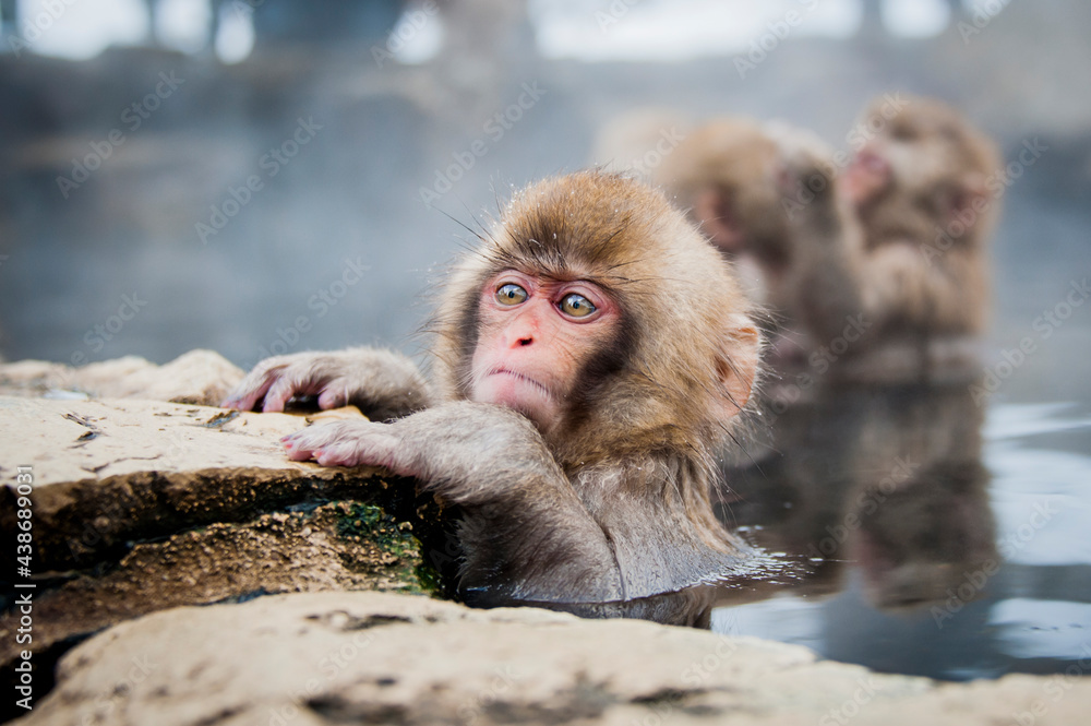 Naklejka premium Japanese snow monkey baby bathing in the hot springs, to get rid of the intense cold, in the monkey sanctuary, in japan