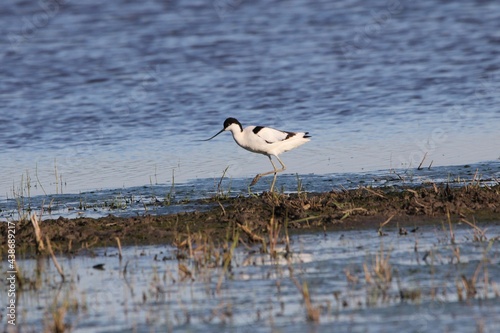 a pied avocet is walking through the water in a nature reserve along the dutch coast in zeeland in springtime photo