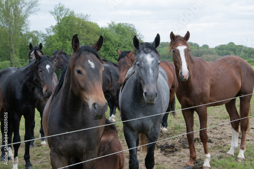 Pferde auf einer Koppel stehen neugierig am Zaun.