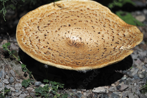 A large mushroom with a brown cap in nature. Macro shot of a mushroom, crooked plan.