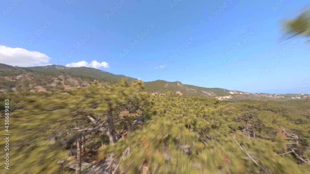 Large green pine trees grow on hilly slopes with scattered houses near endless blue sea under bright sunlight aerial view. Dangerous flight close between branches on fpv sport drone Large green pine trees grow on hilly slopes with scattered houses near endless blue sea under bright sunlight aerial view. Dangerous flight close between branches on fpv sport drone