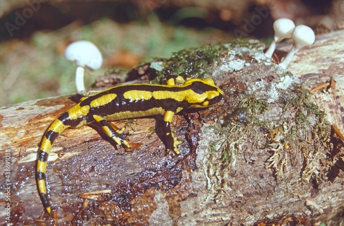 Fire salamander (Salamandra salamandra). Fire salamanders are found in most of southern and central Europe, live in central Europe forests and are more common in hilly areas. Urkiaga, Navarra (Spain) photo