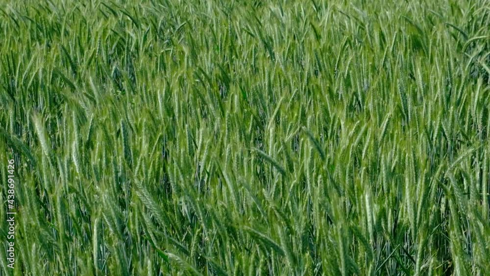 green wheat field in summer time green wheat field in summer time