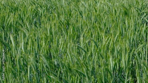 green wheat field in summer time
